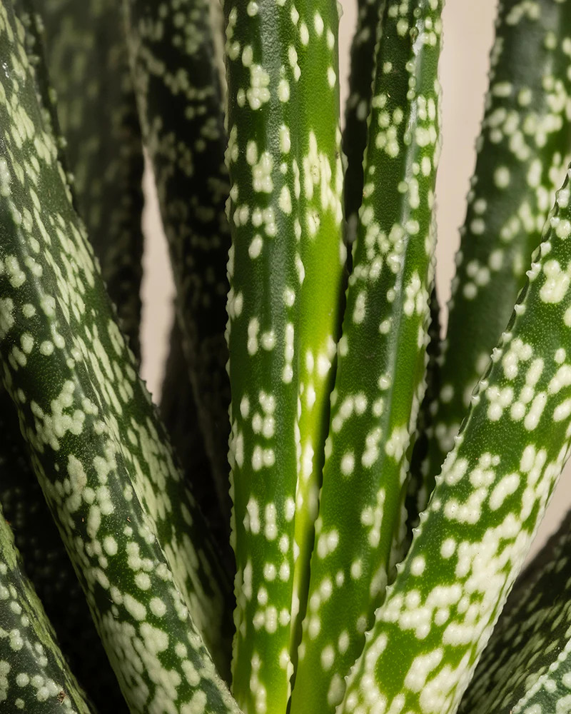 Gasteria verrucosa - Image 2