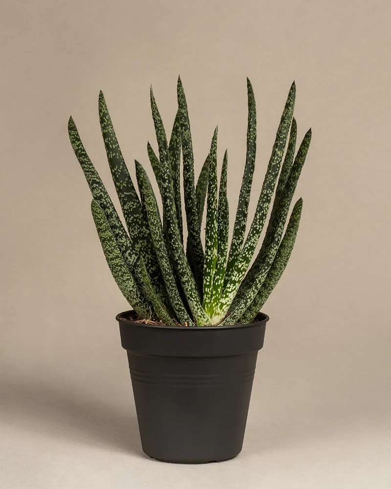 Gasteria verrucosa - Image 3