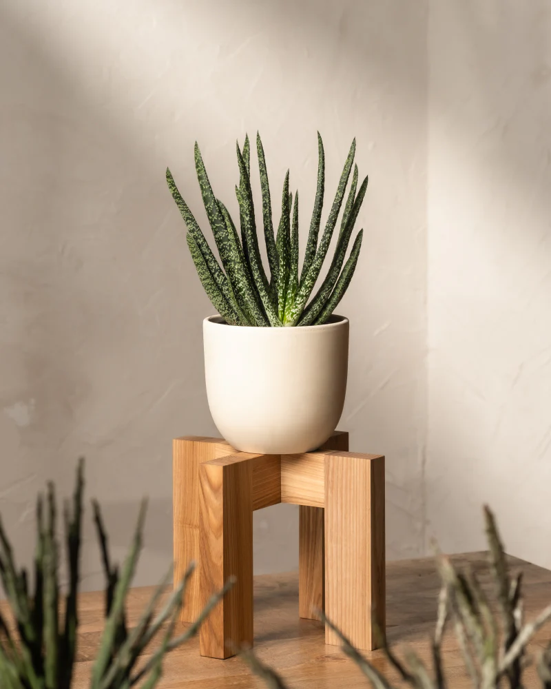 Gasteria verrucosa - Image 4