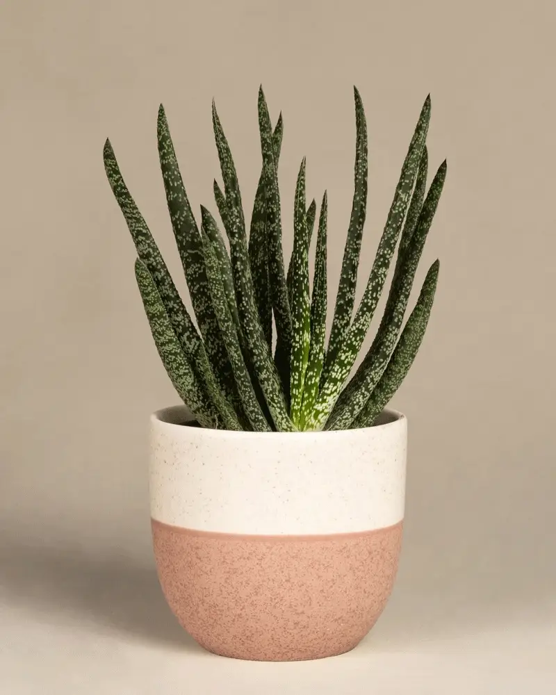 Gasteria verrucosa - Image 5