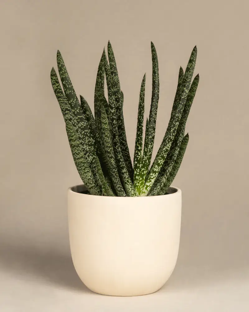 Gasteria verrucosa - Image 6