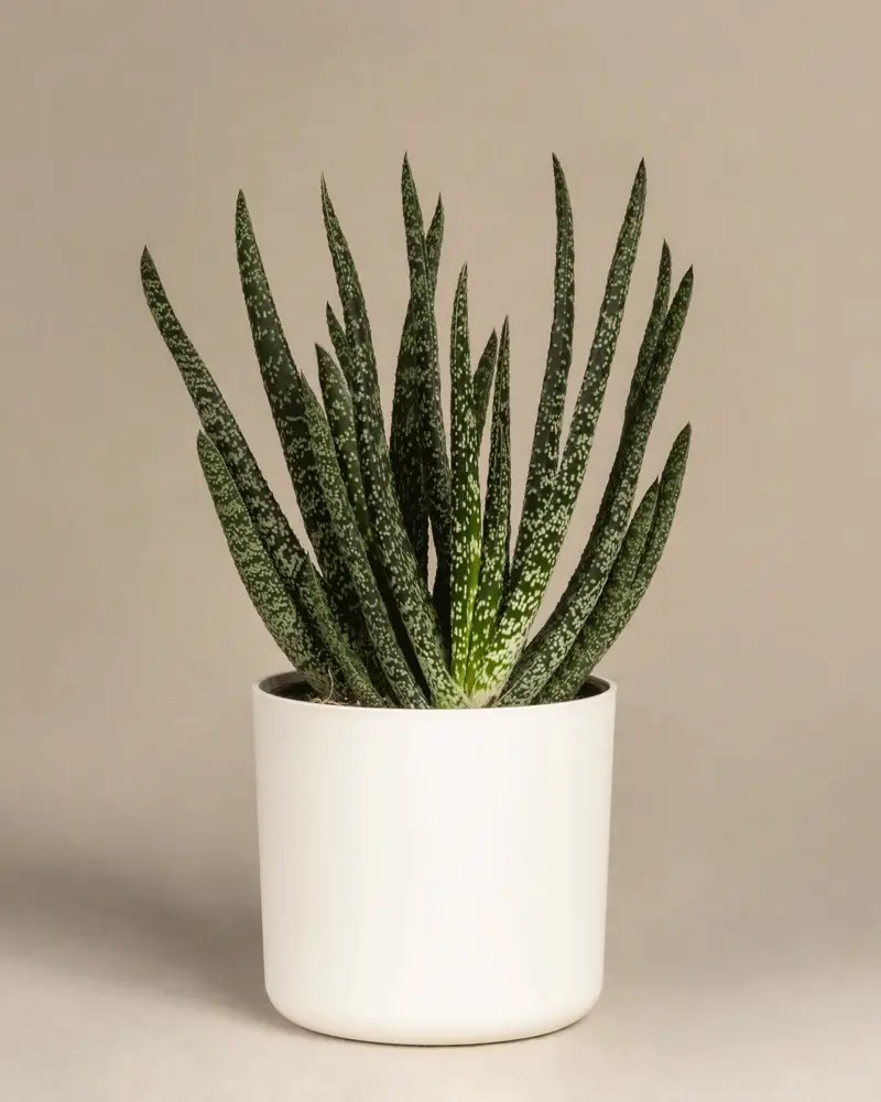 Gasteria verrucosa - Image 7