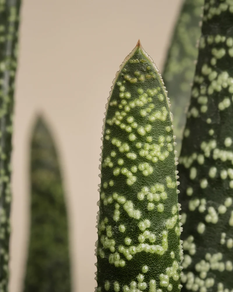 Gasteria verrucosa - Image 8