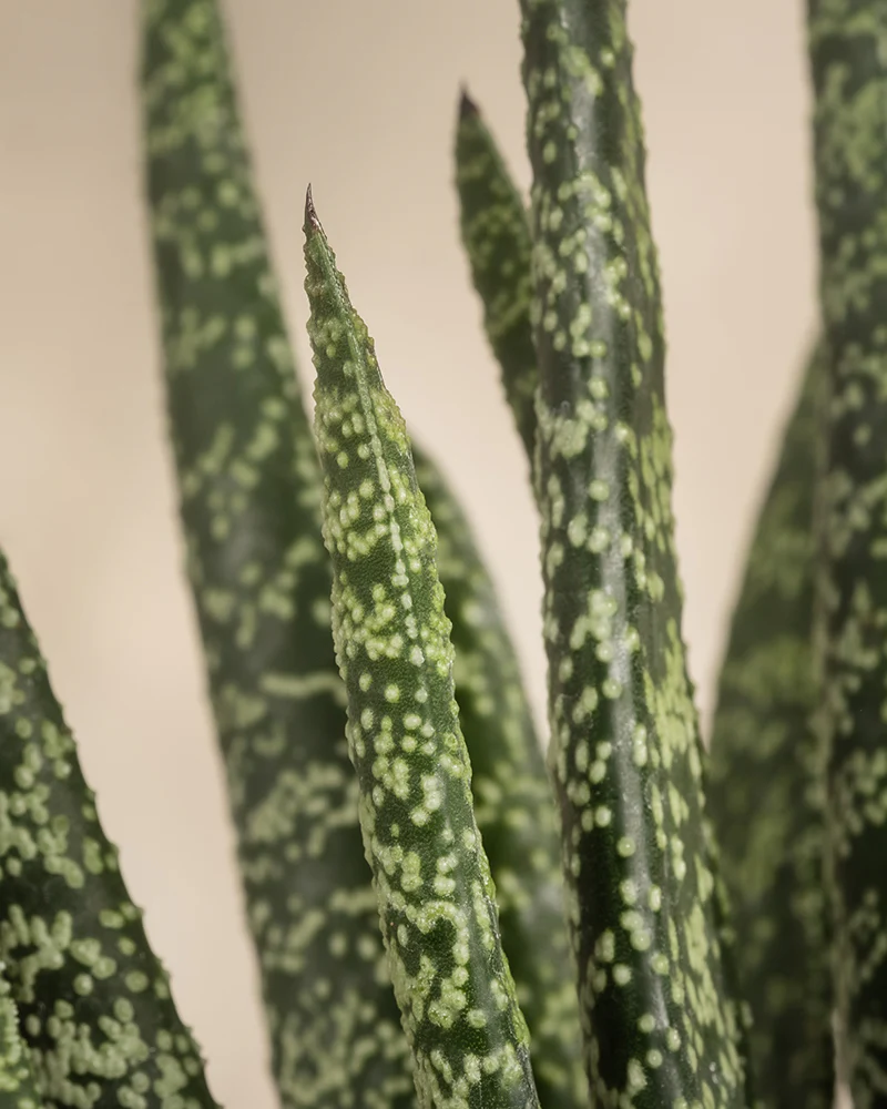 Gasteria verrucosa - Image 9