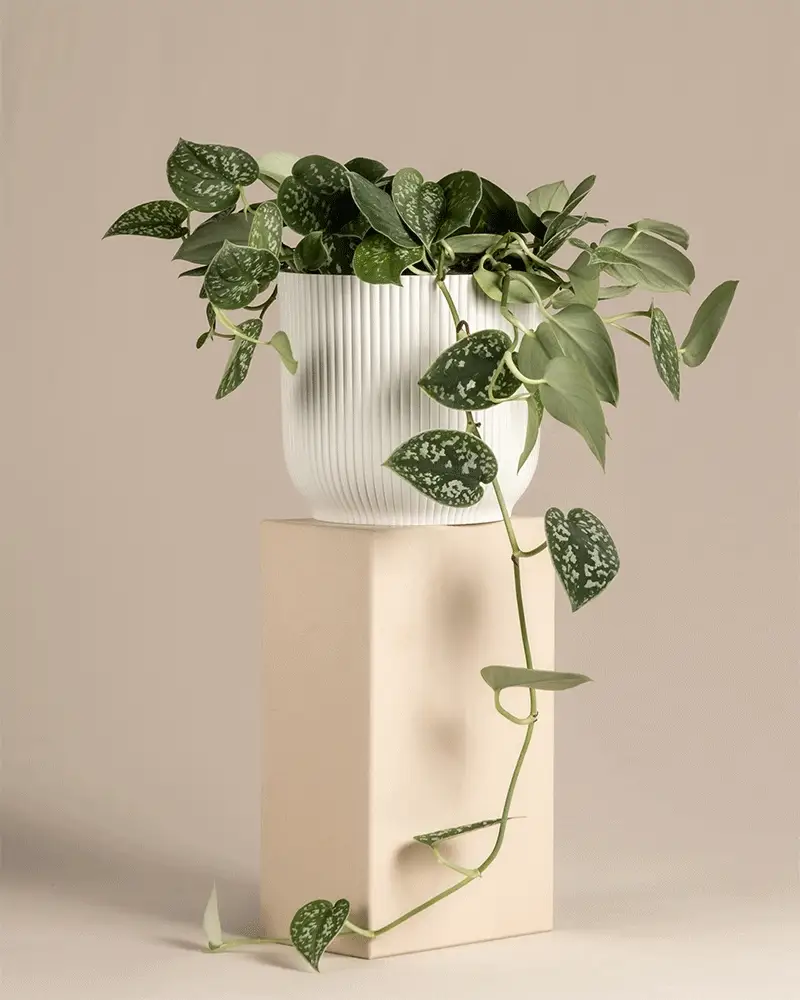 Gefleckte Efeutute - Image 7