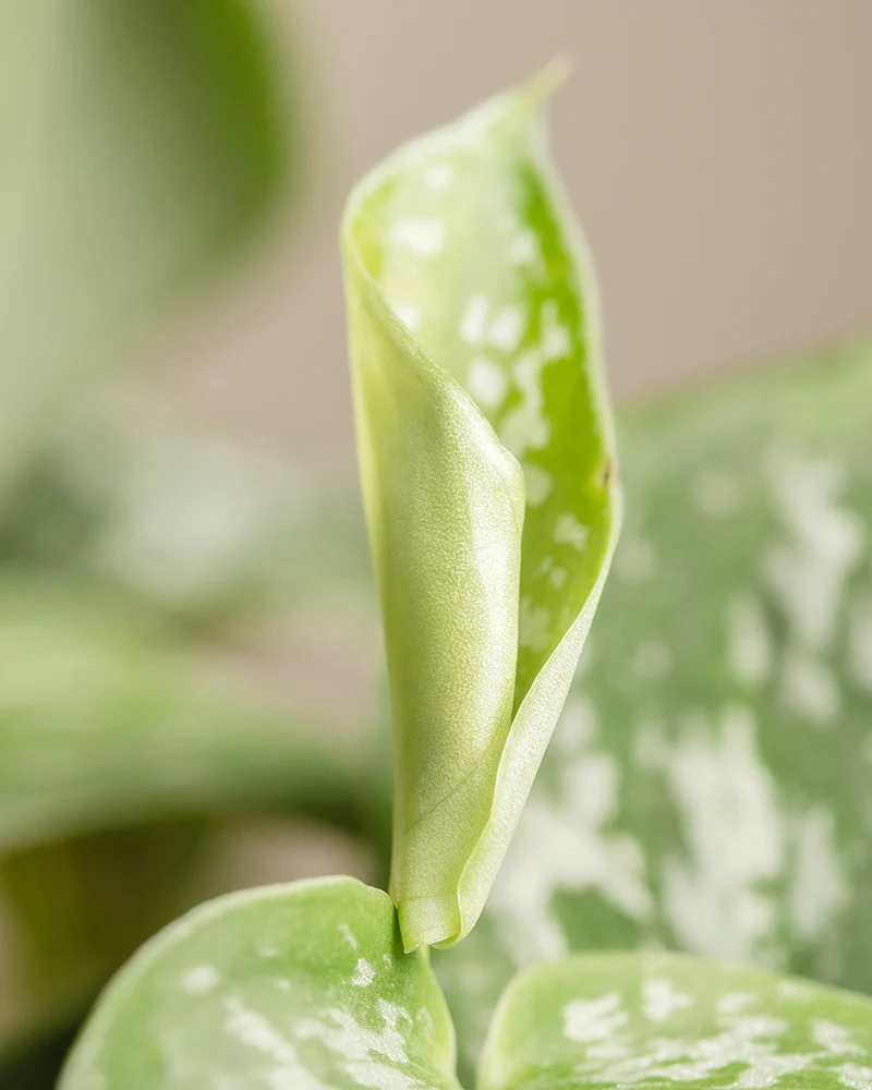 Gefleckte Efeutute - Image 9