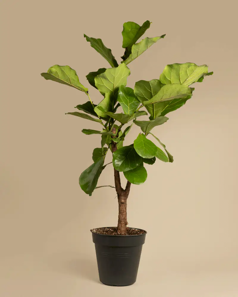 Geigenfeige XL - Image 3