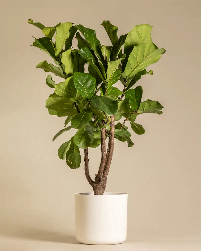 Geigenfeige XL - Image 5