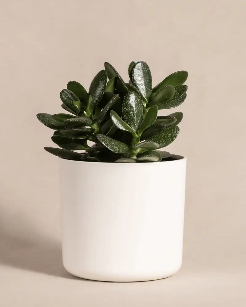 Geldbaum - Image 10