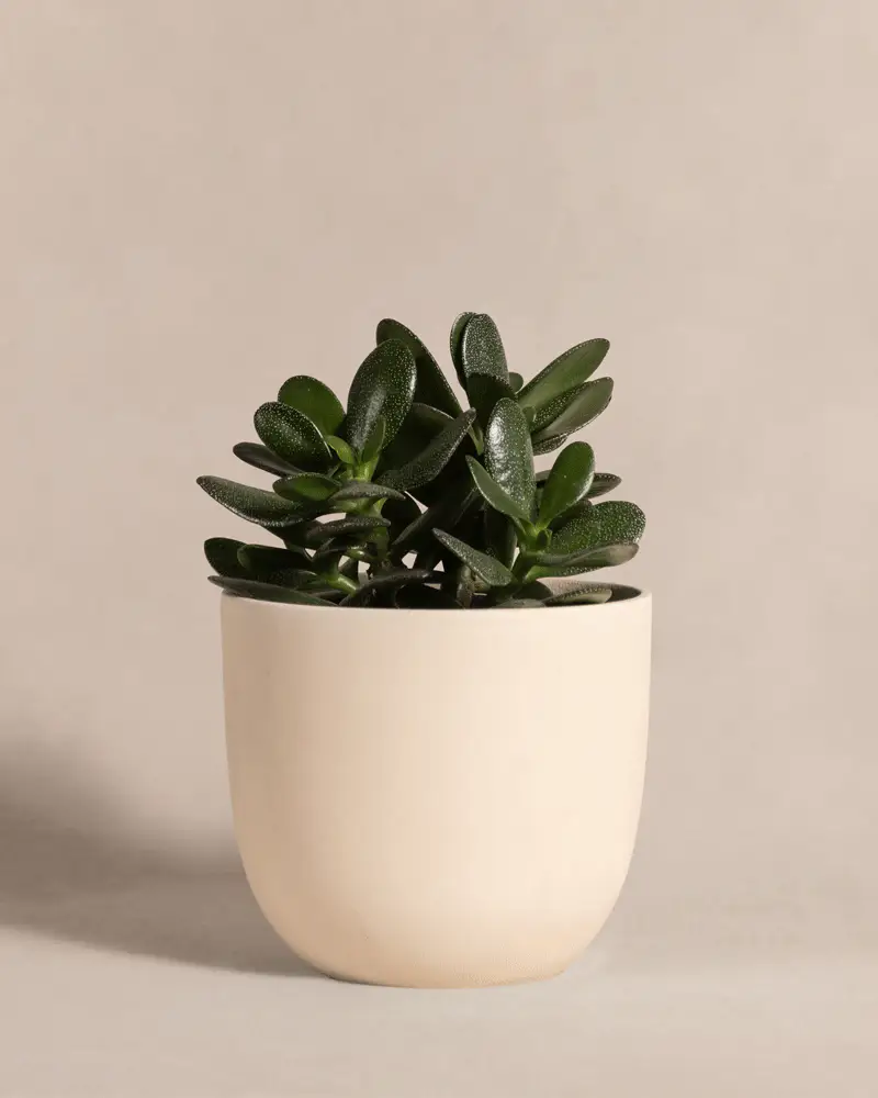 Geldbaum - Image 6