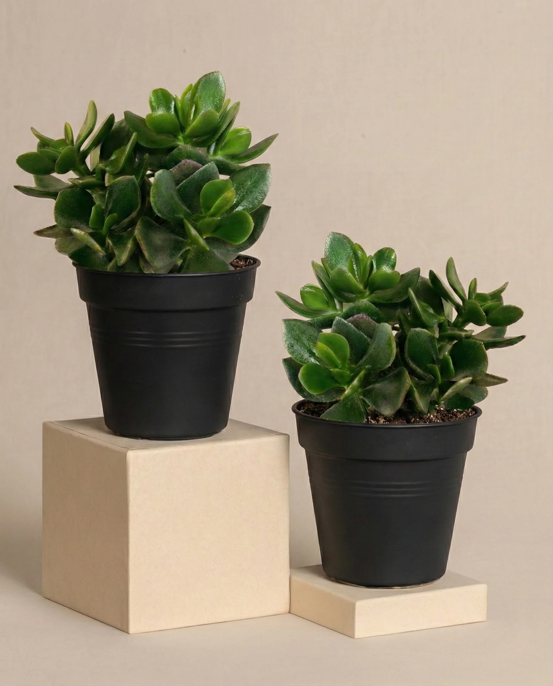 Geldbaum Duo - Image 3