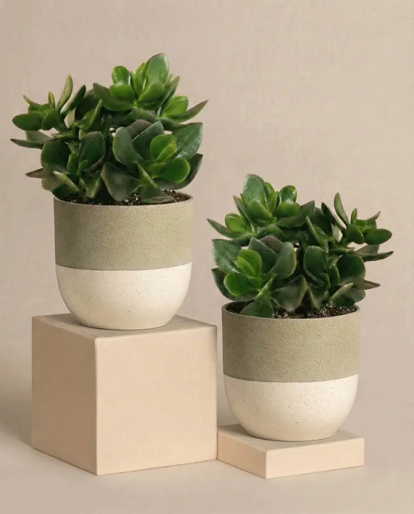 Geldbaum Duo - Image 5