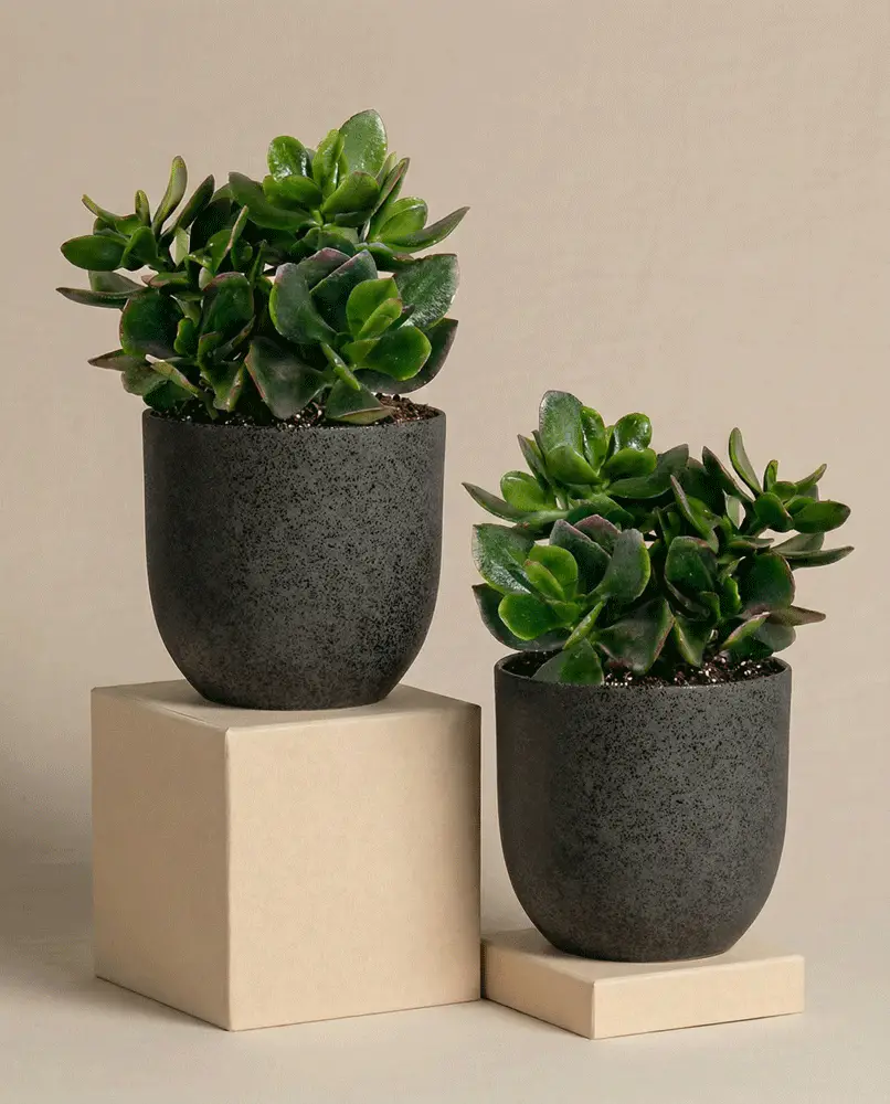 Geldbaum Duo - Image 6