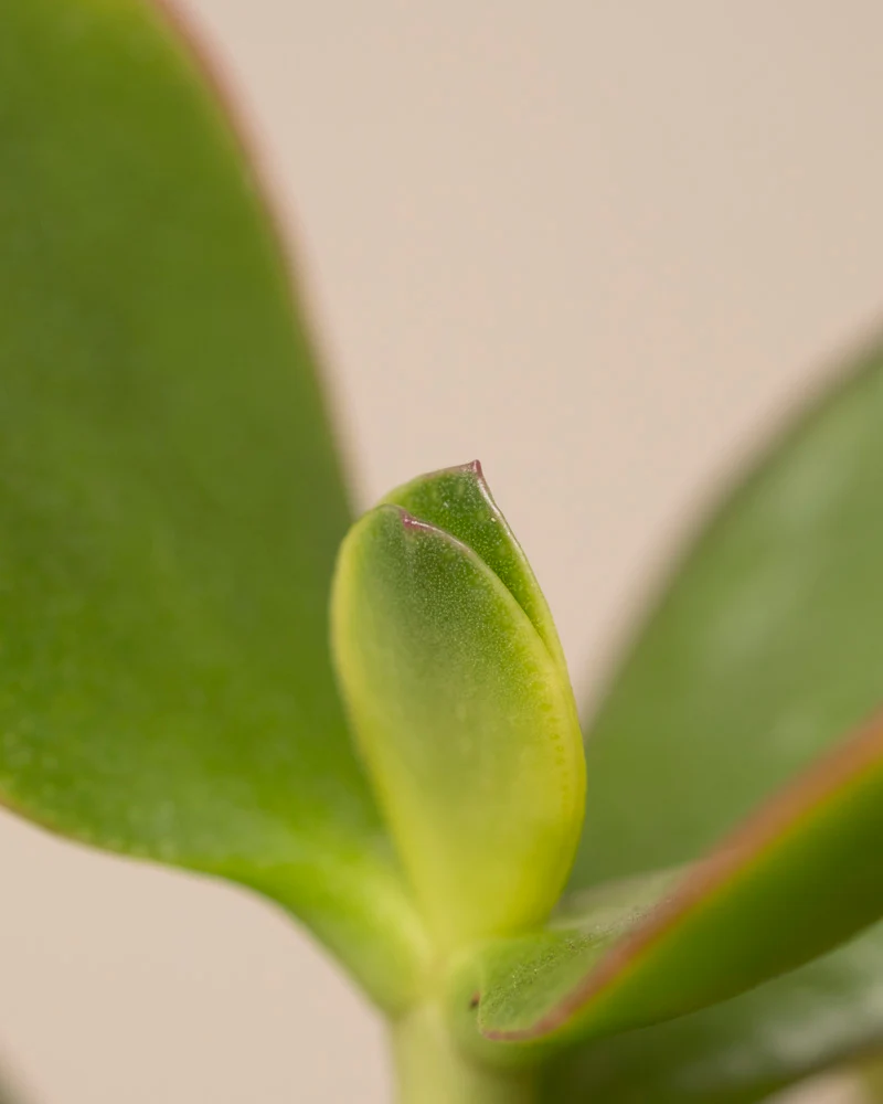 Geldbaum panaschiert - Image 12