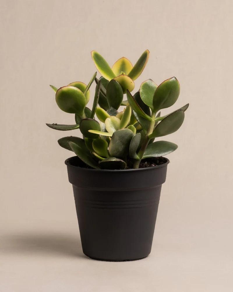 Geldbaum panaschiert - Image 3