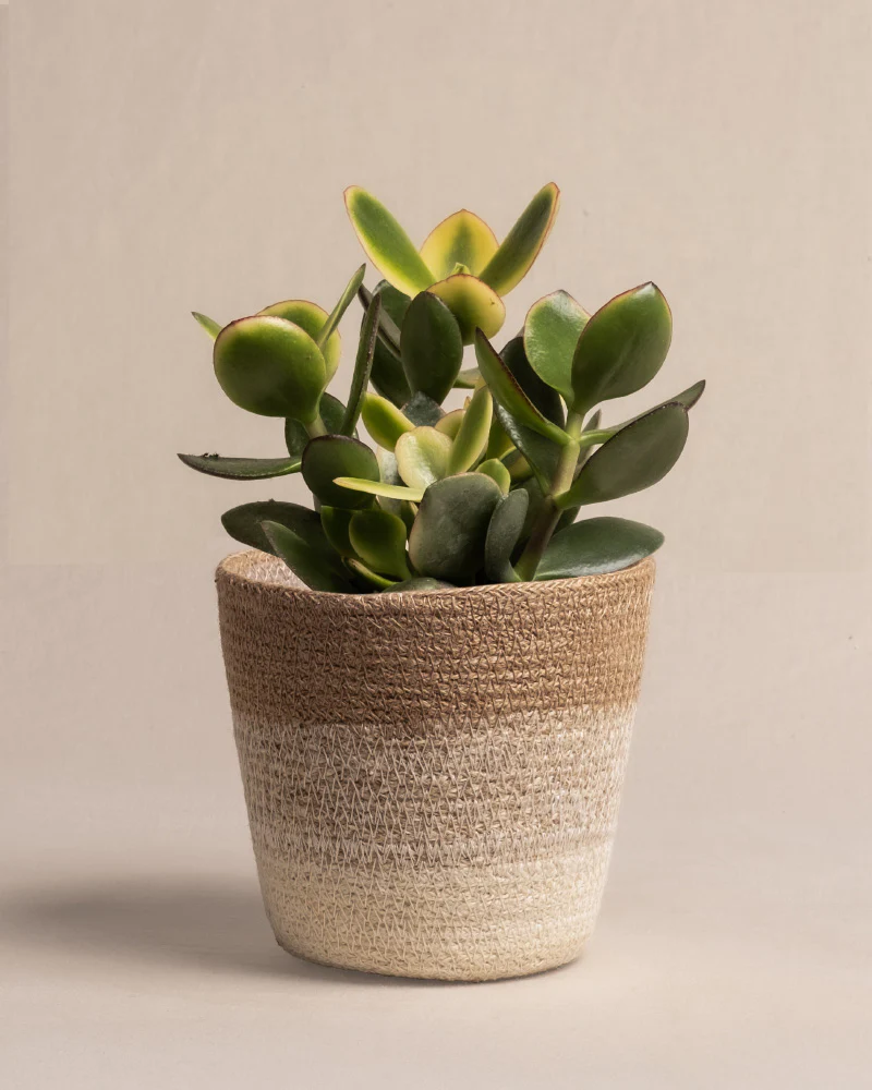 Geldbaum panaschiert - Image 7