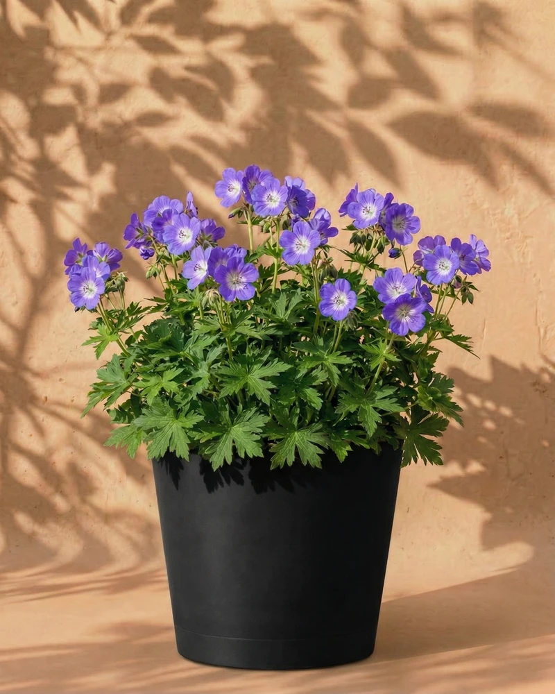 Geranium (blau) - Image 5