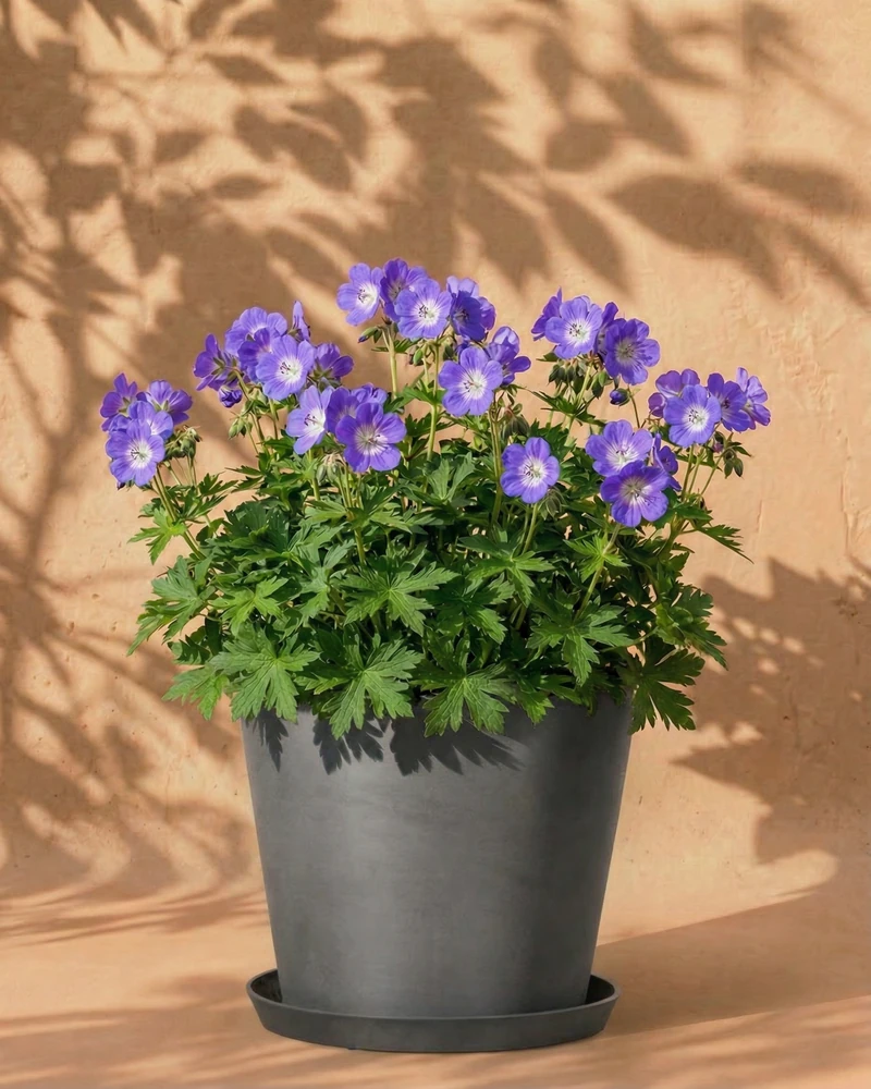 Geranium (blau) - Image 6