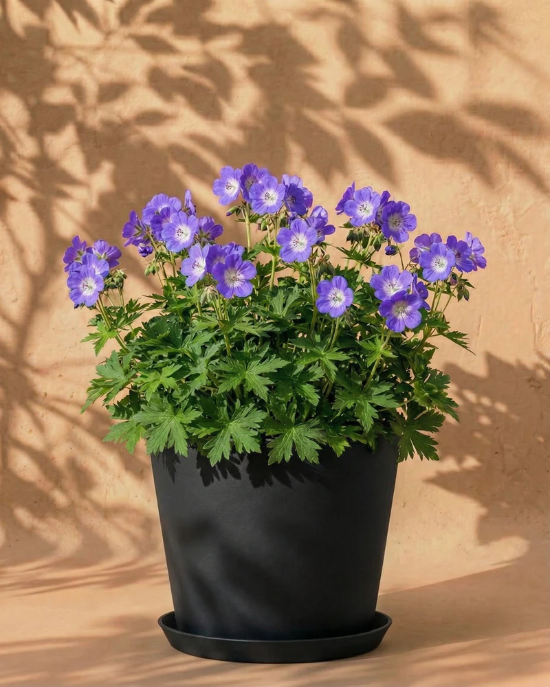 Geranium (blau) - Image 7