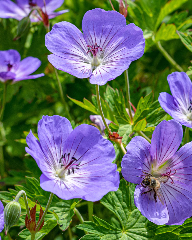 Geranium (blau) - Image 8