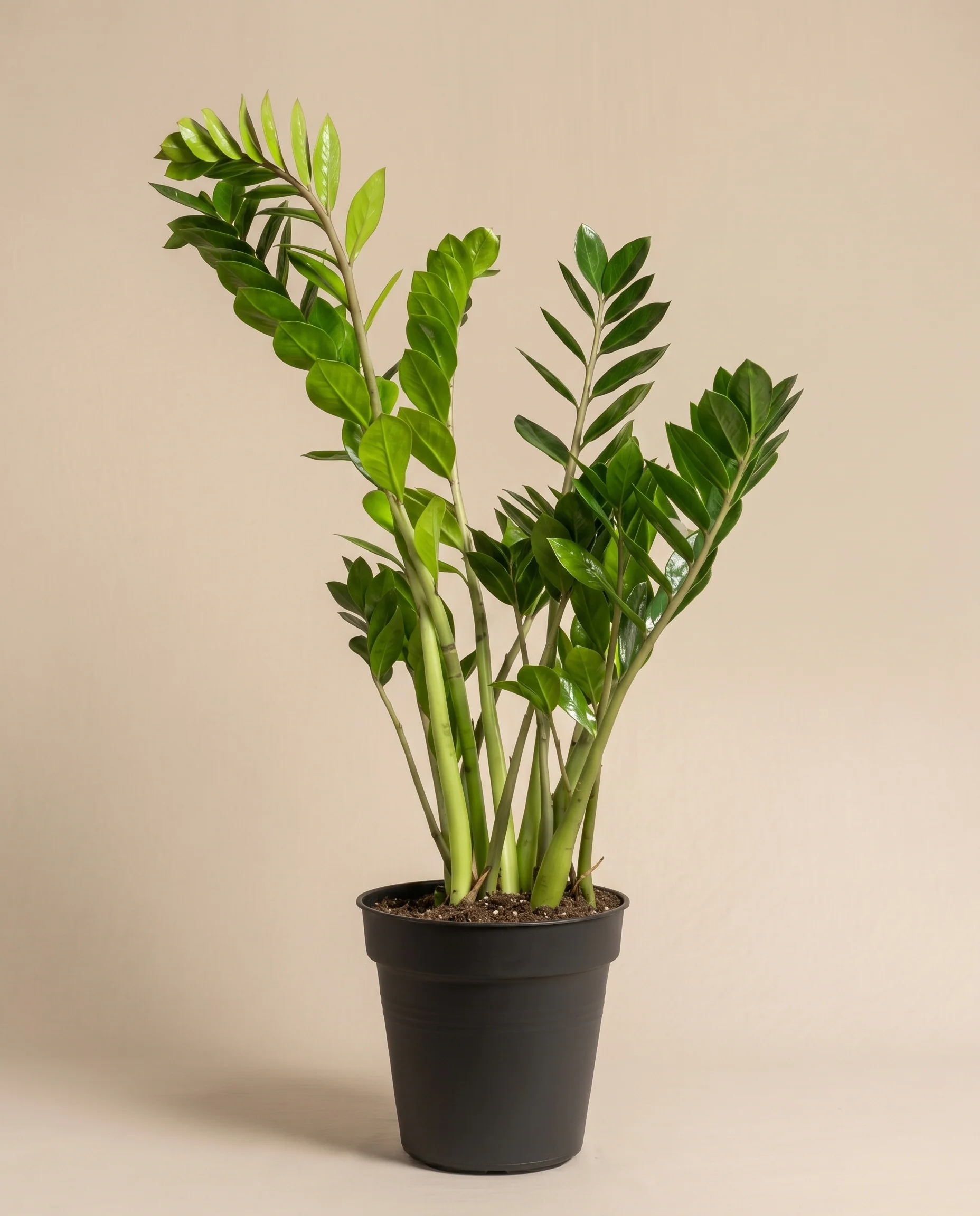 Glücksfeder XL - Image 3