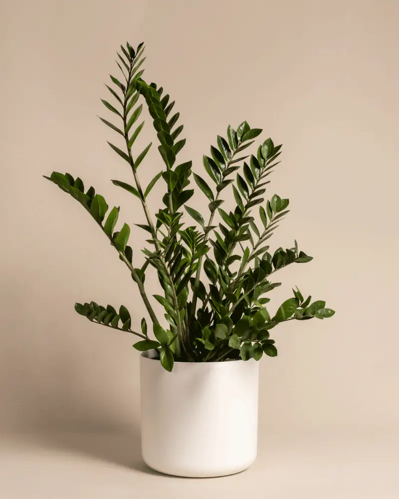 Glücksfeder XL - Image 5