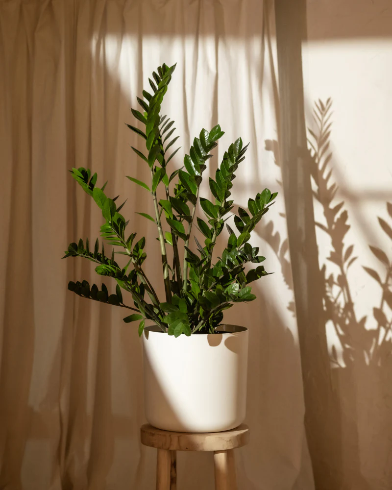 Glücksfeder XL - Image 8