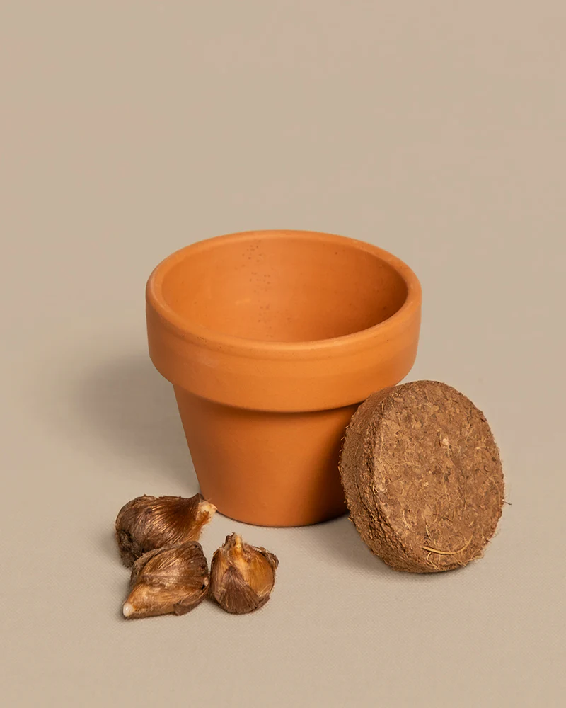 Glücksklee - Image 6