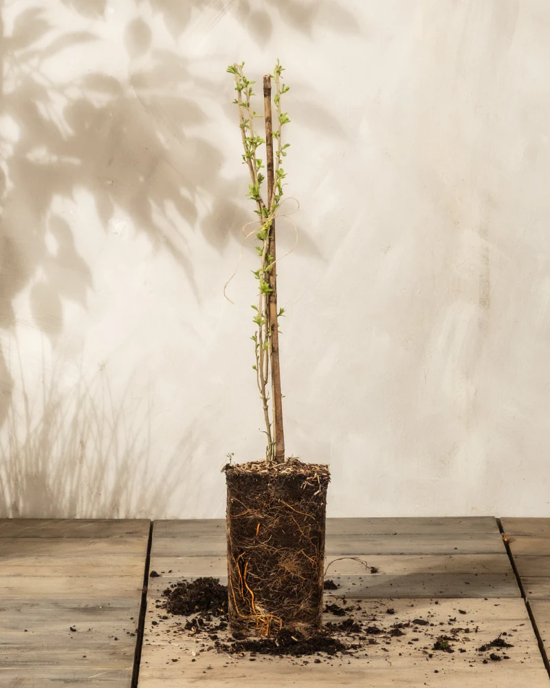 Goji-Beere - Image 3