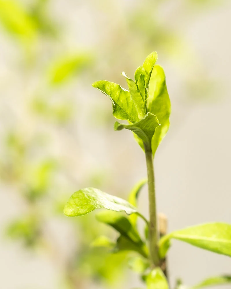Goji-Beere - Image 4