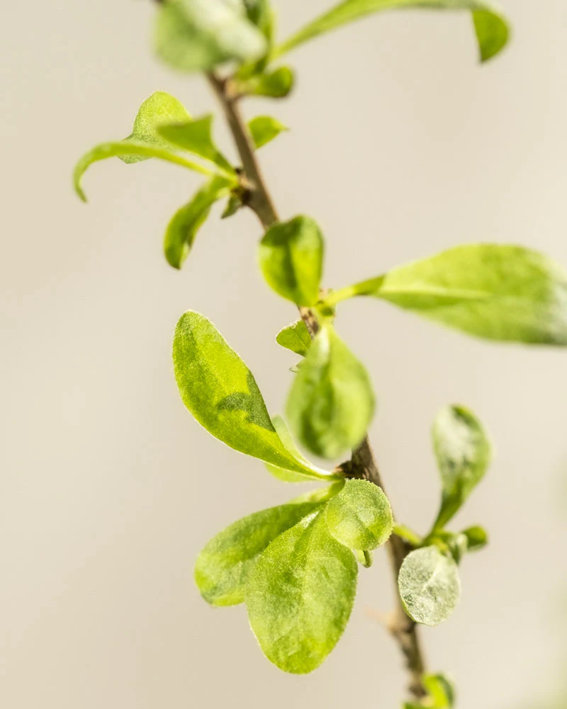 Goji-Beere - Image 5
