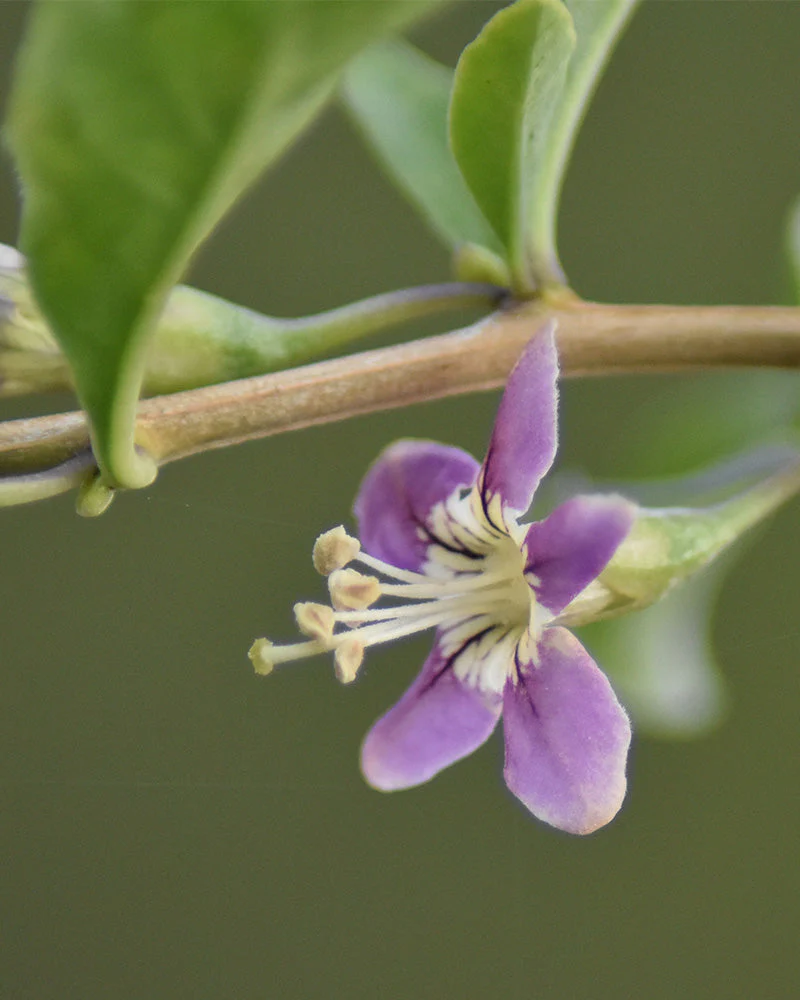 Goji-Beere - Image 6