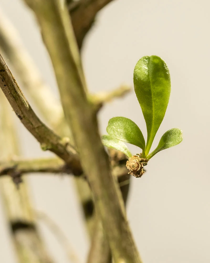 Goji-Beere - Image 7