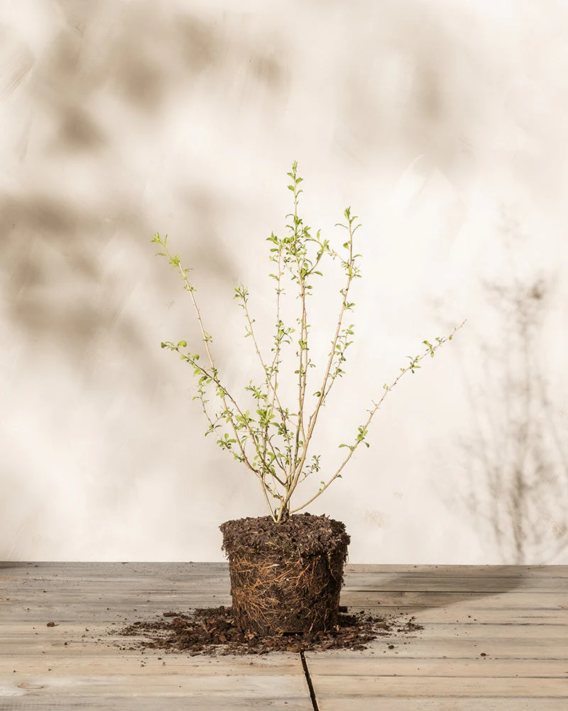 Goji-Beere - Image 8