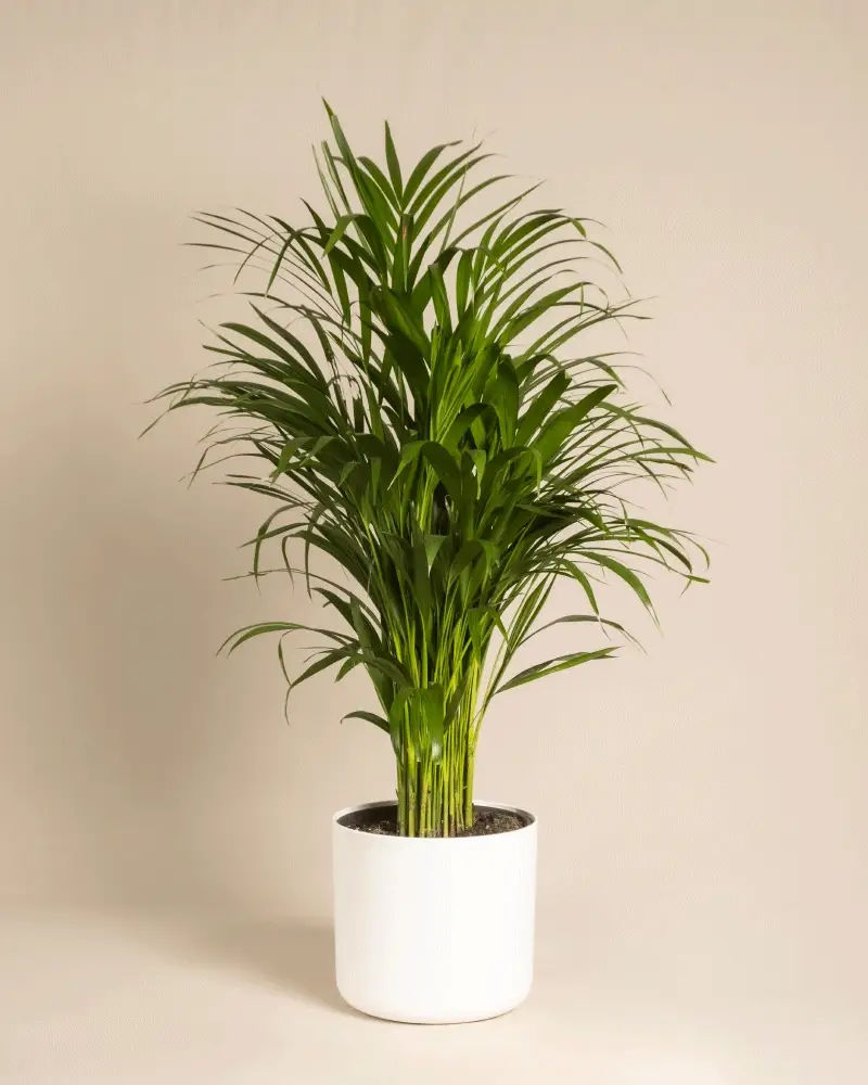 Goldfruchtpalme - Image 10