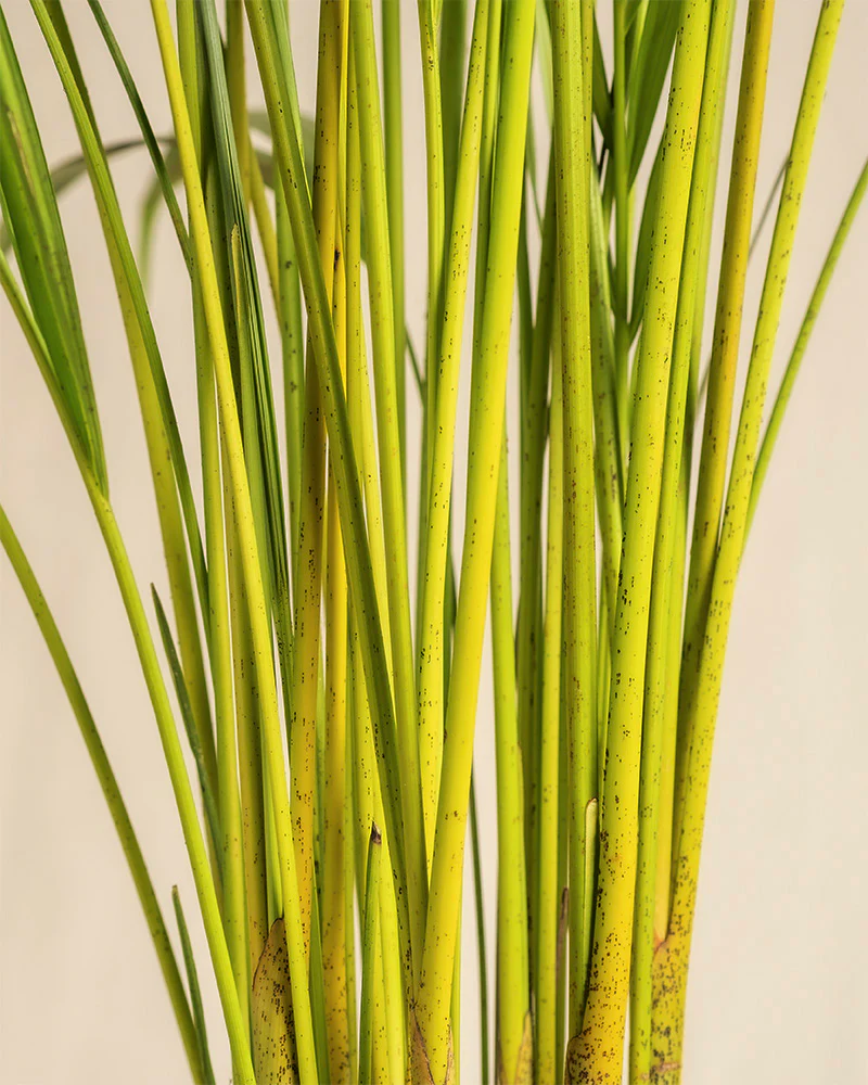 Goldfruchtpalme - Image 11
