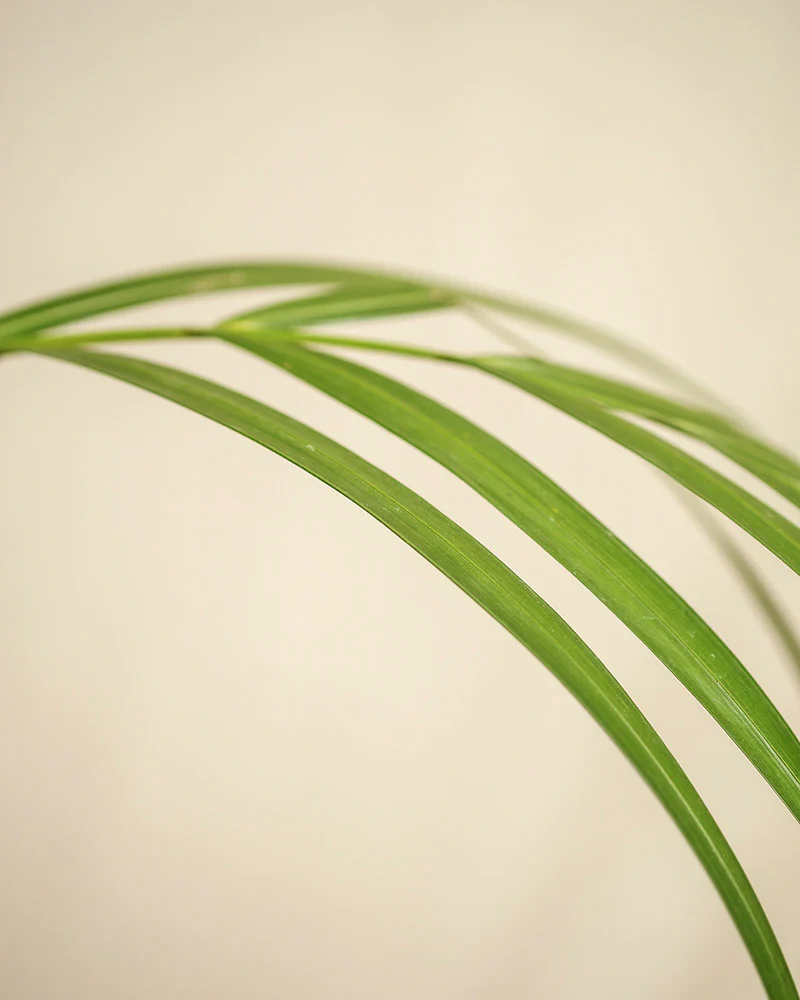 Goldfruchtpalme - Image 12