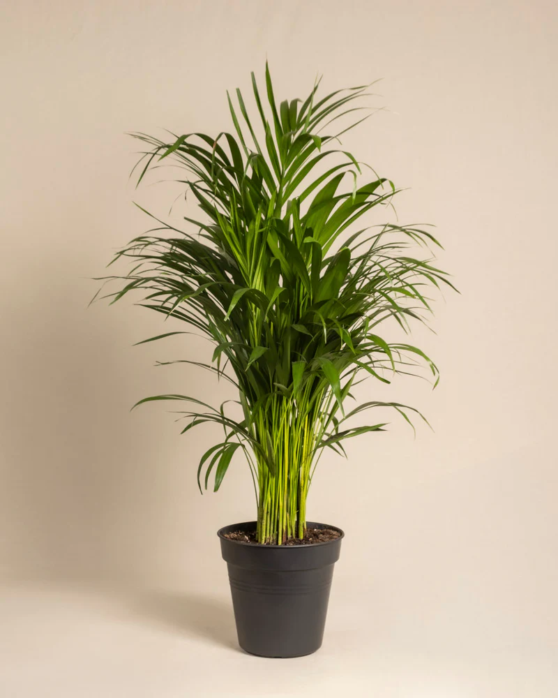 Goldfruchtpalme - Image 3