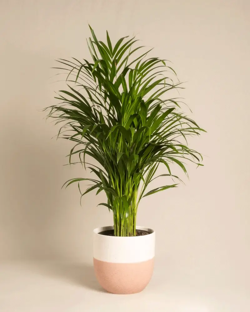 Goldfruchtpalme - Image 5