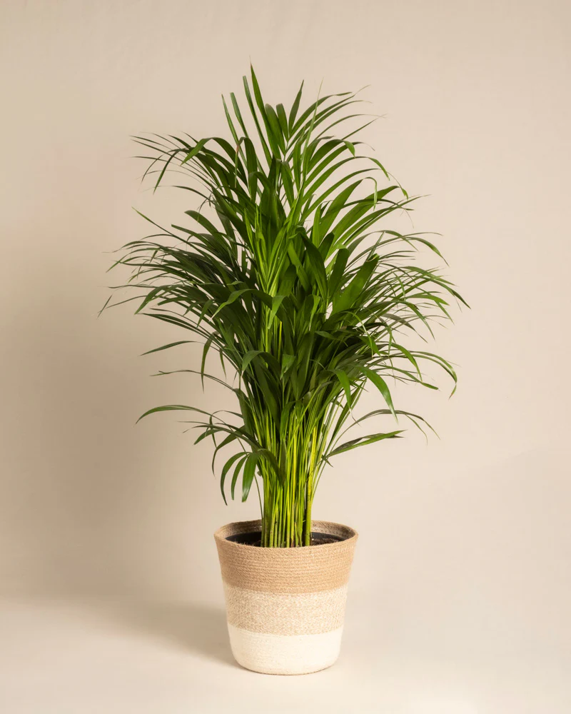 Goldfruchtpalme - Image 6