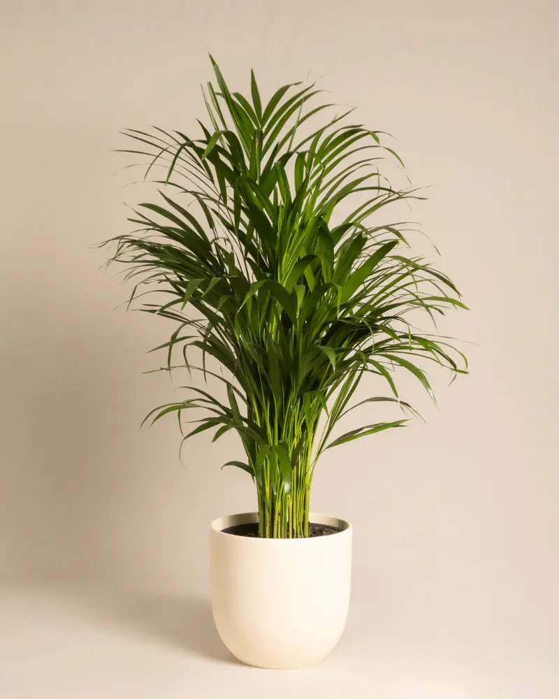 Goldfruchtpalme - Image 7