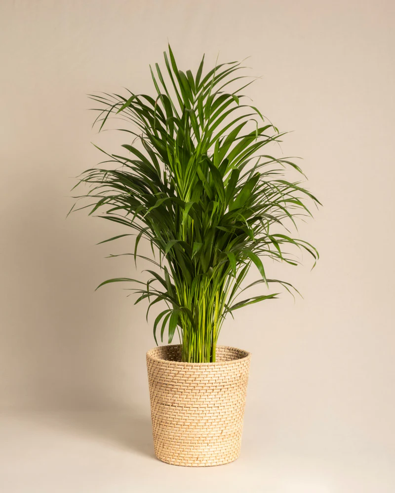 Goldfruchtpalme - Image 8