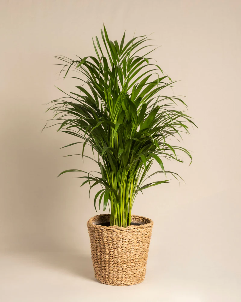 Goldfruchtpalme - Image 9