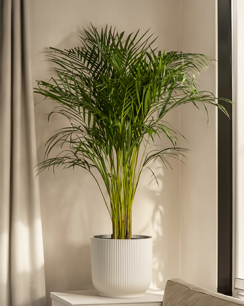 Goldfruchtpalme XL - Image 10