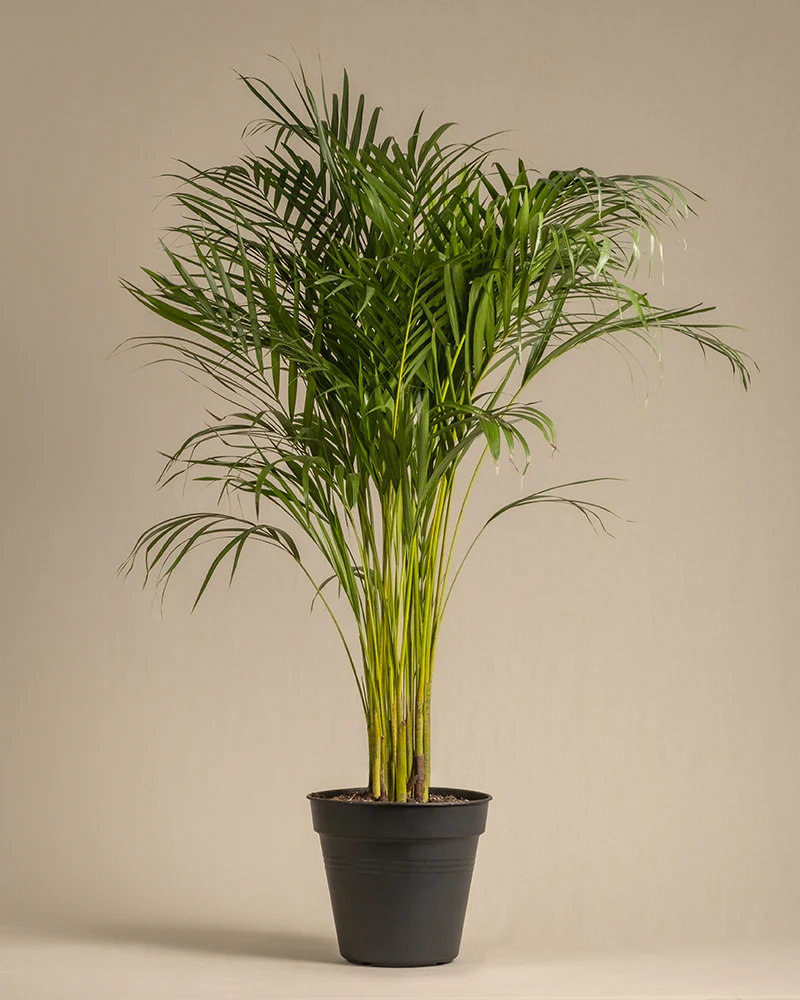 Goldfruchtpalme XL - Image 3