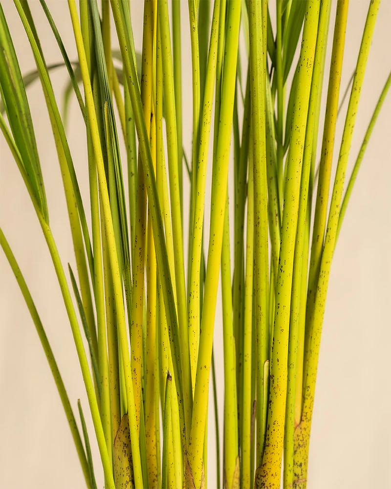 Goldfruchtpalme XL - Image 5