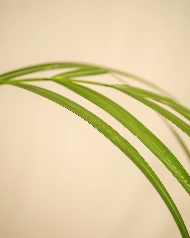 Goldfruchtpalme XL - Image 6