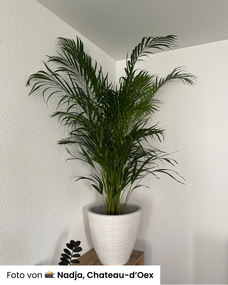 Goldfruchtpalme XL - Image 7