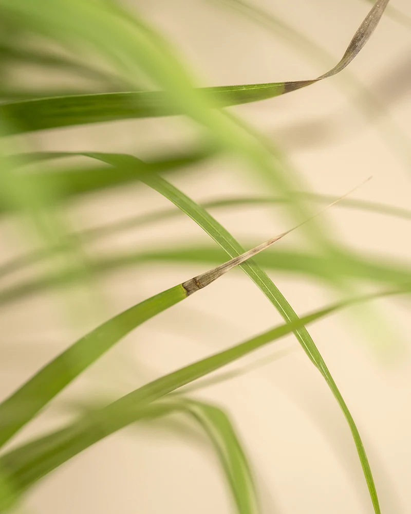 Goldfruchtpalme XL - Image 8