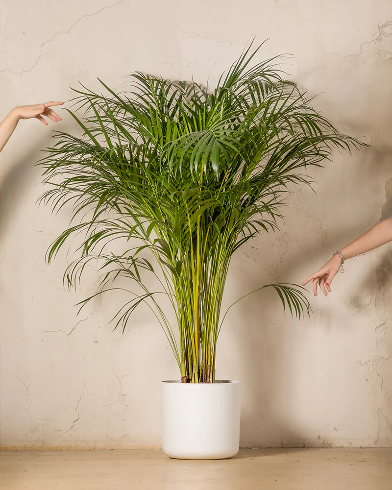 Goldfruchtpalme XL - Image 9